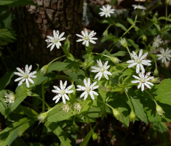 chickweed